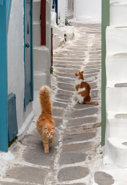 Photo de beaux chats rouges dans la rue de l'île de mykonos, en grèce