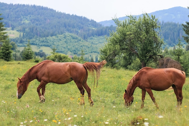 De beaux chevaux bruns paissent dans un pâturage dans les montagnes et mangent de l'herbe