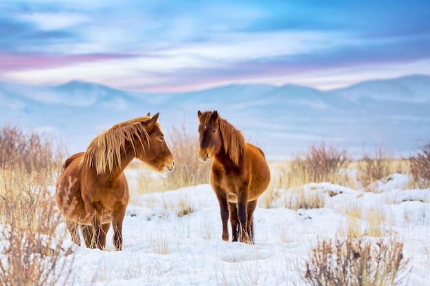 Beaux chevaux contre les montagnes de l'Altaï en hiver, Russie. Paysage de coucher de soleil coloré de la faune.