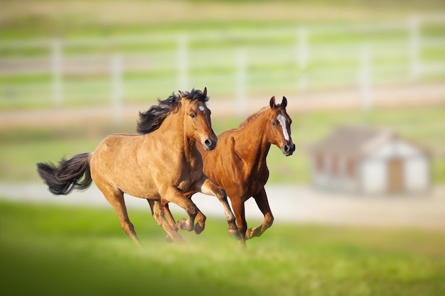 Beaux chevaux courant sur un champ