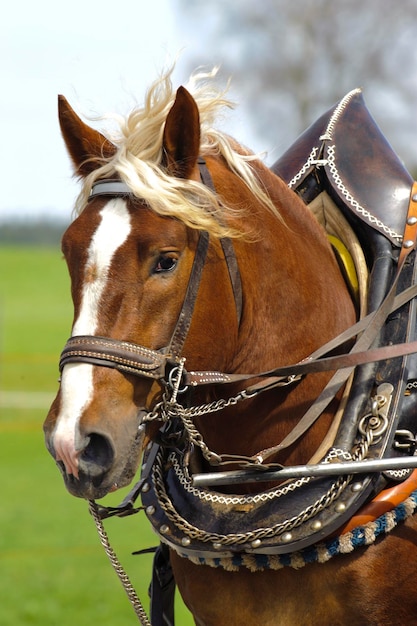 De beaux chevaux décorés lors d'un défilé public en Bavière