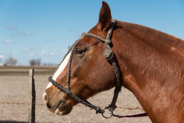 Beaux chevaux domestiques dans la campagne argentine