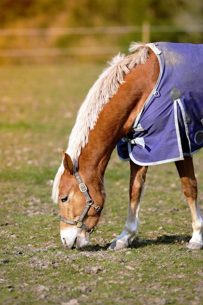 Beaux chevaux Haflinger sur un pré sur l'alpage en été Cheval Haflinger libre dans le pré mange de l'herbe Un cheval brun solitaire mange de l'herbe dans le pâturage d'une petite ferme