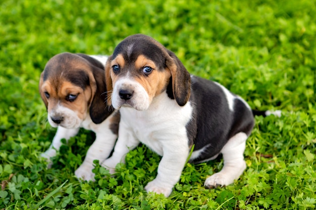 Beaux chiots Beagle sur l&#39;herbe verte