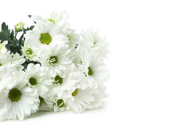 Beaux chrysanthèmes blancs isolés sur fond blanc.