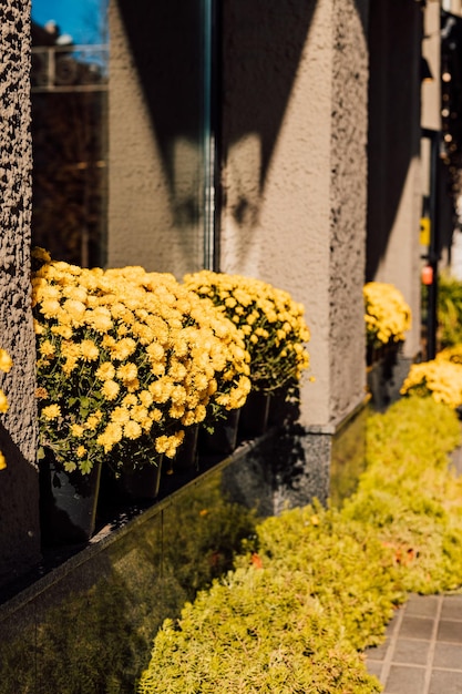 De beaux chrysanthèmes jaunes fleurissent en automne