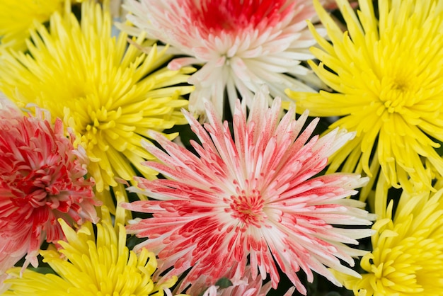 Beaux chrysanthèmes jaunes et rouges. Fond de fleur