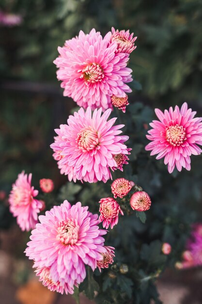 Beaux chrysanthèmes.