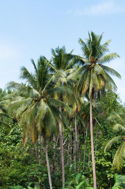 Beaux cocotiers dans la forêt tropicale avec ciel bleu à l'île en Thaïlande