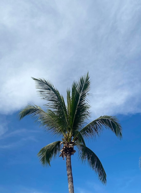 Beaux cocotiers sur fond de ciel bleu