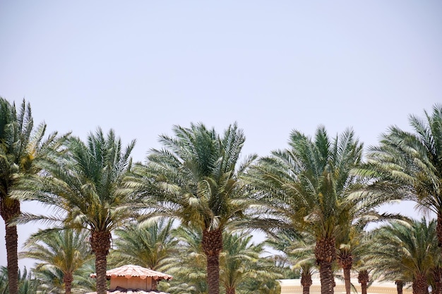 De beaux cocotiers verts sur une plage tropicale contre le ciel bleu Concept de vacances d'été