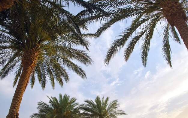 De beaux cocotiers verts sur une plage tropicale contre le ciel bleu Concept de vacances d'été