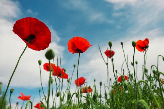 Beaux coquelicots contre le ciel bleu