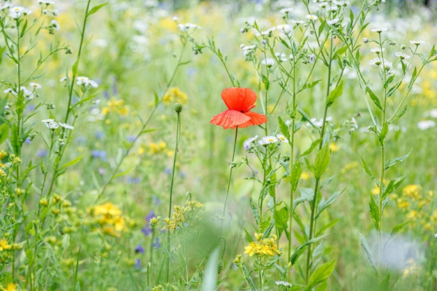 Beaux coquelicots parmi le champ