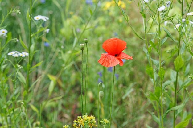 Beaux coquelicots parmi le champ