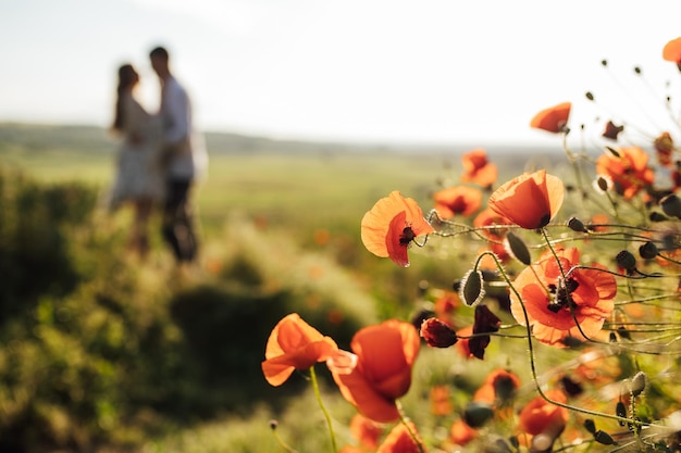 Beaux coquelicots sur la rive verte d'un terrain en pente dans la campagne anglaise en plein été