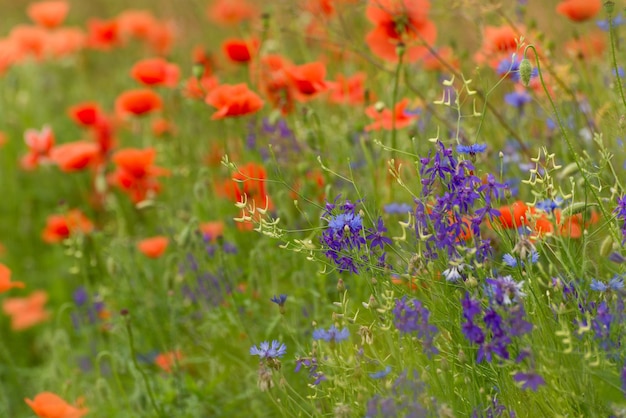 Beaux coquelicots rouges sur un champ d'été fleurs d'opium champ sauvage fond d'été