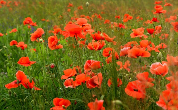 Beaux coquelicots rouges sur un champ d'été fleurs d'opium champ sauvage fond d'été
