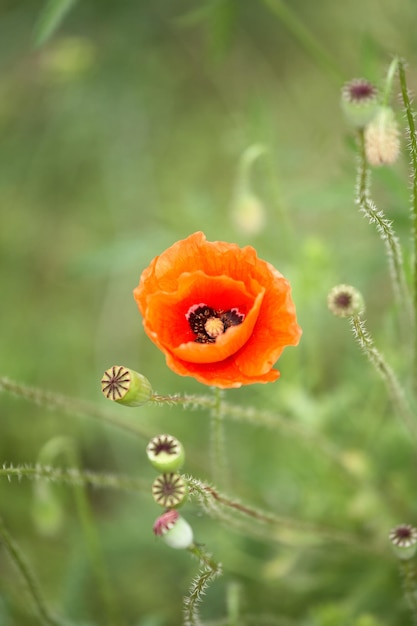 Beaux coquelicots rouges sur un champ d'été. Fleurs d'opium, champ sauvage. Fond floral d'été.