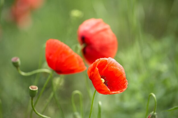 Beaux coquelicots rouges sur un champ d'été fleurs d'opium champ sauvage fond floral d'été