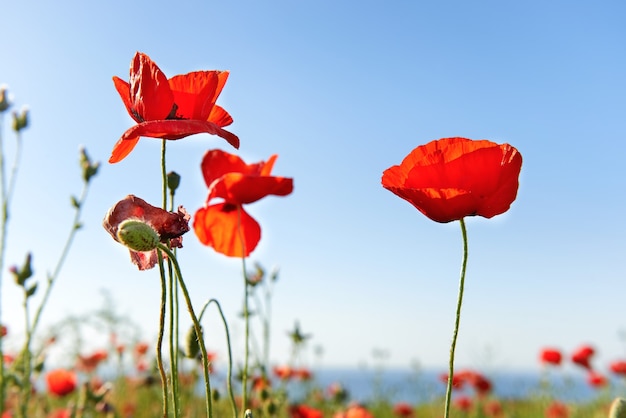 Beaux coquelicots rouges sur le champ vert