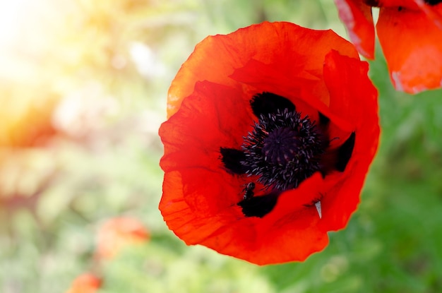 Beaux coquelicots rouges fleur rouge symbole du jour du souvenir de la guerre