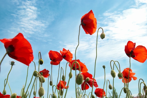 Beaux coquelicots rouges sur fond de ciel bleu