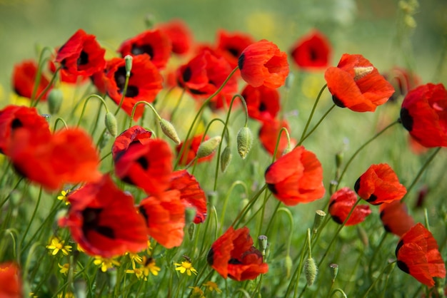 Beaux coquelicots rouges sur fond d'herbe verte fond Nature