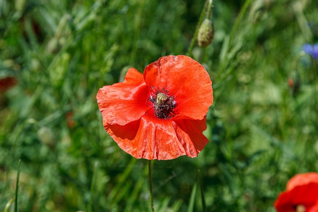 Beaux coquelicots rouges sur le terrain