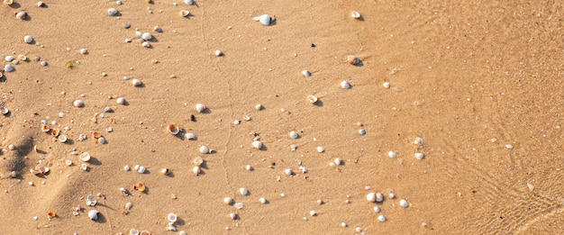 Beaux coquillages sur la plage de sable. Vue de dessus, mise à plat. Bannière.