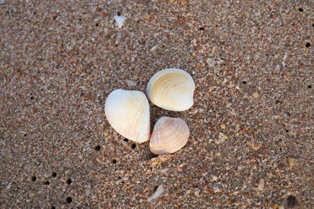 beaux coquillages sur la plage