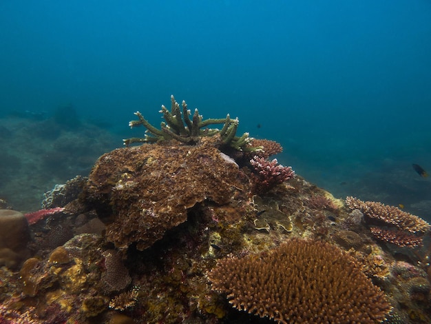 De beaux coraux et poissons situés dans la région des récifs coralliens de l'île de Tioman en Malaisie