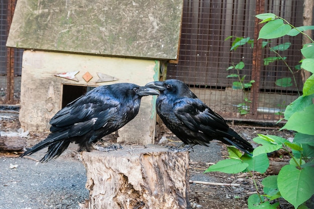 De beaux corbeaux noirs sont assis sur une souche