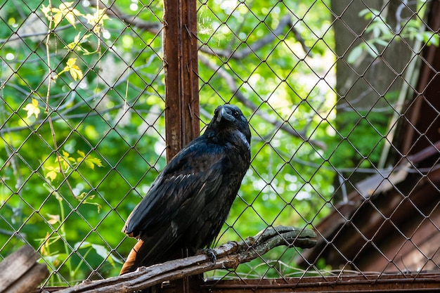 De beaux corbeaux noirs sont assis sur une souche