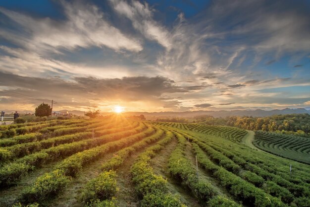 De beaux couchers de soleil à la plantation de thé Chui Fong à Chiang Rai, en Thaïlande