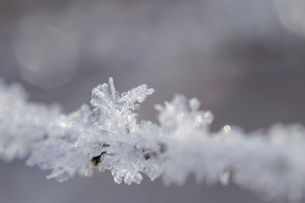 Beaux cristaux de givre sur la branche, tout près.