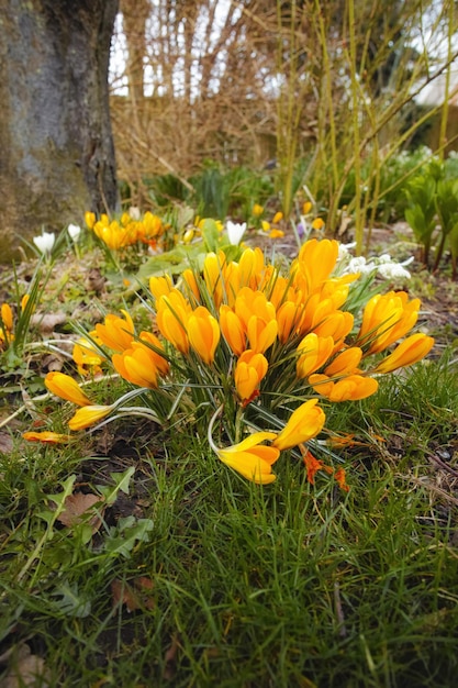 De beaux crocus au printemps De beaux crocus dans mon jardin au printemps