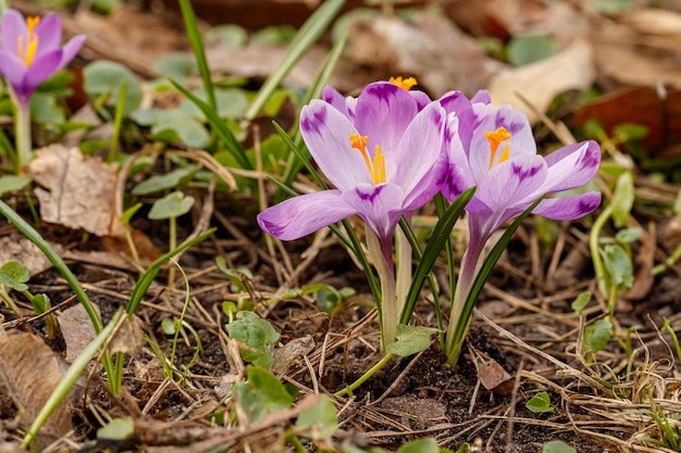 Beaux crocus en fleurs pourpres au printemps sur fond d'herbe