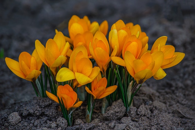 De Beaux Crocus Jaunes Se Bouchent