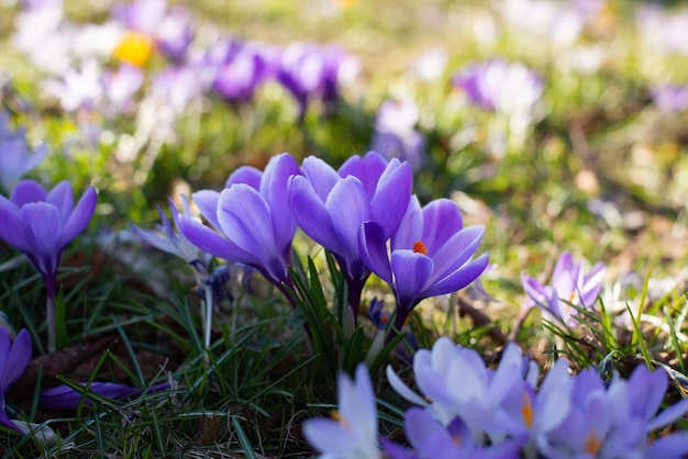 De beaux crocus printemps premier groupe d'oignons de fleurs violettes en fleurs bon pour saluer la carte postale saisonnière