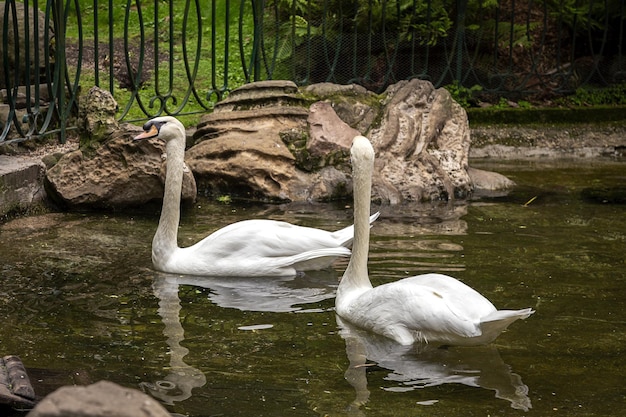 Beaux cygnes blancs flottant