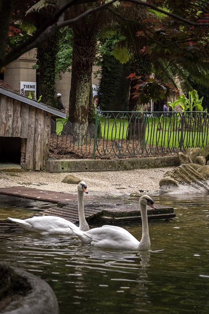 Beaux cygnes blancs flottant