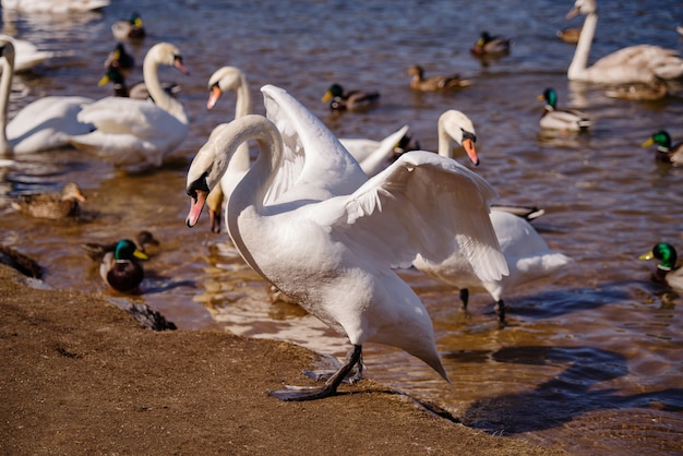 Beaux cygnes blancs près de la rivière