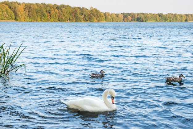 Beaux cygnes sur le lac avec de l'eau bleue