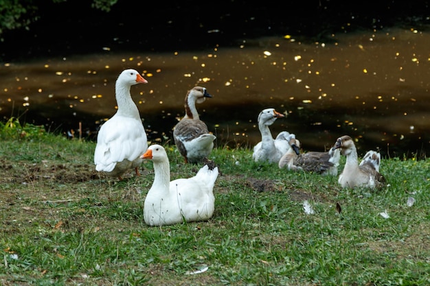 De beaux cygnes s'assoient sur l'herbe verte