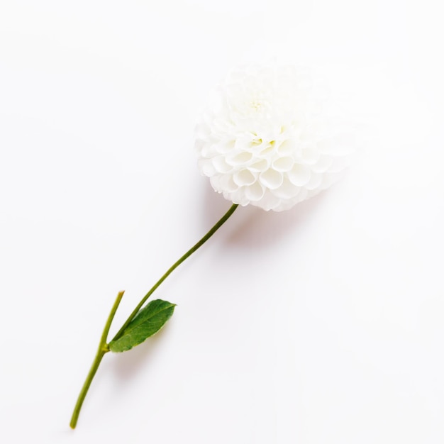Beaux dahlias blancs sur fond blanc