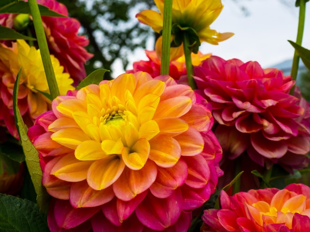 Beaux dahlias roses et jaunes en fleurs au soleil, beau fond floral