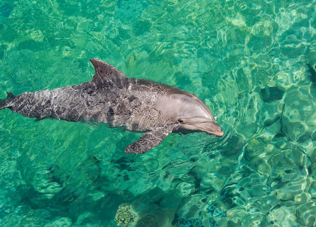 Beaux dauphins dans le golfe d'Eilat