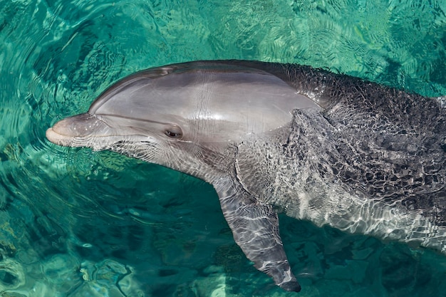 Beaux dauphins dans le golfe d'Eilat