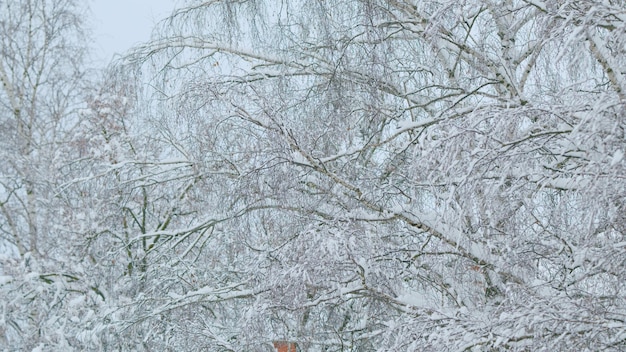 De beaux détails sur un jour d'hiver froid à l'arrière-plan hivernal de la forêt à feuilles caduques